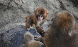 十二生肖属猴的传说和来源