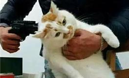 梦见杀猫是什么意思