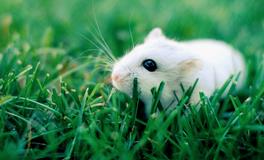 2020年属鼠本命年带什么饰物好