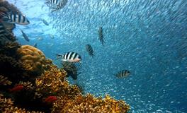 梦见好多小鱼是什么意思