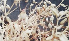 金牛座最完美的地方