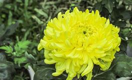 元旦祝福语，元旦祝福语精选