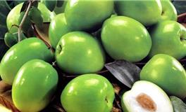 射手座代表的水果