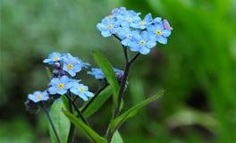 白羊座的守护花