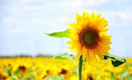 狮子座的守护花