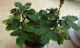 水瓶座的守护花