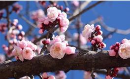 2019年正月初八，2019年正月初八是几号