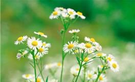 2019年正月初四，2019年正月初四是几号