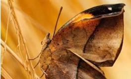 巨蟹座代表的蝴蝶