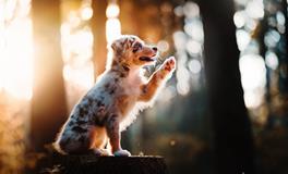 2019年属狗的运气如何