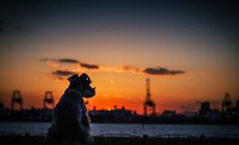 属狗生在几月最好