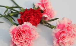 妇女节送妈妈什么花