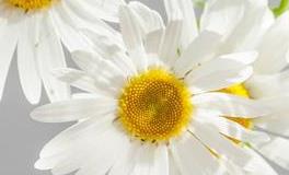 郑博士2019年3月6日生肖运势