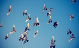 梦见抓鸟是什么意思