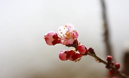 2019年春分,2019春分是哪天