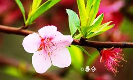 春分的气候特征，春分天气如何