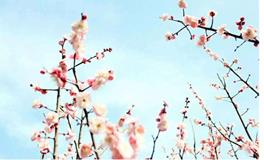 春分节气祝福语