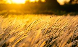 比肩是什么意思