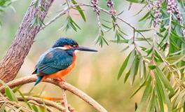 家里发财树摆放禁忌