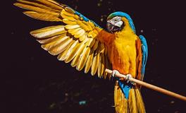 属牛人2019养什么宠物最好