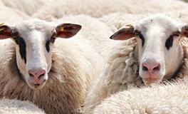 孕妇梦见白羊是女孩吗