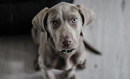 孕妇梦见小黑狗是什么意思