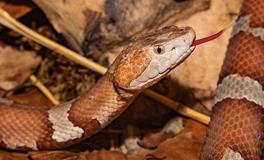 男人梦见许多蛇