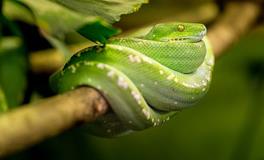 梦到蛇近期会怀孕吗