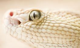 怀孕了梦到黄蛇