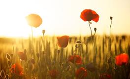 梦见收到玫瑰花