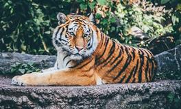 梦见几只老虎看着我