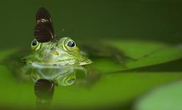 梦见自己抓青蛙放生