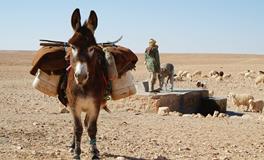 梦见一头快要死了的驴