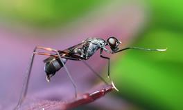 梦见睡觉时被蚂蚁咬