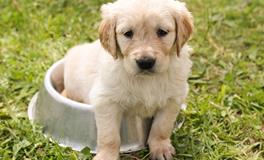 梦见自家狗拉了很多屎