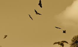 梦见有蝙蝠袭击我