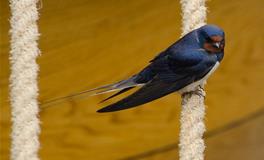 梦见燕子进屋是怎么回事