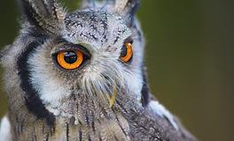 梦见猫头鹰的寓意