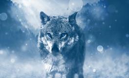 梦见被狼咬什么意思