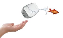 梦见鱼在鱼缸里游