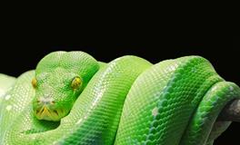 梦见自己活吞两条蛇