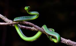 梦见一条蛇在撒尿