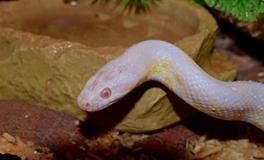 梦见小蛇缠住我的腿