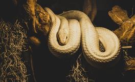 孕妇梦见狗咬蛇是什么意思