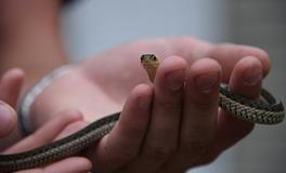 梦见家门外有很多大蛇