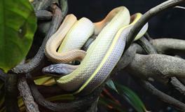 梦见蛇黄白相间是什么意思