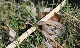 梦见别人被蟒蛇咬