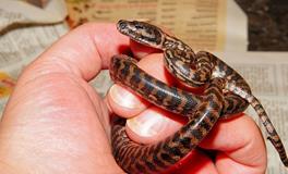 梦见自己被蛇咬出血