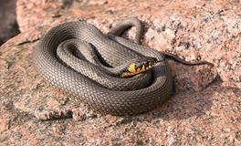 梦见蛇在天上飞