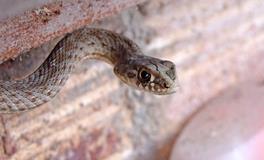 梦见路上有好多蛇